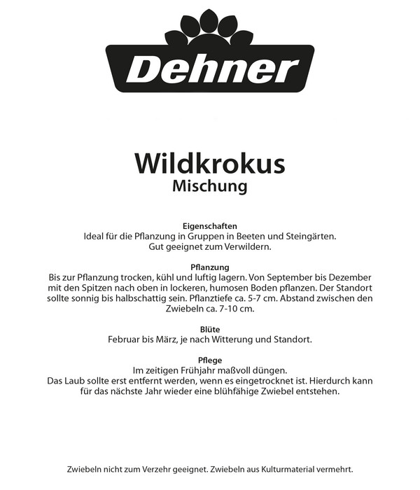 Dehner Blumenzwiebel Wildkrokus 'Botanische Krokus Mischung', 40 Stk.