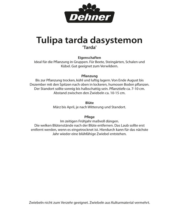 Dehner Blumenzwiebel Wildtulpe 'Tarda', 12 Stk.