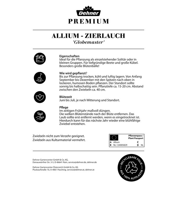 Dehner Blumenzwiebel Zierlauch-Allium 'Globemaster', 2 Stk.