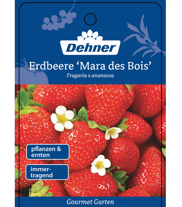 Dehner Gourmet Garten Erdbeere 'Mara des bois'