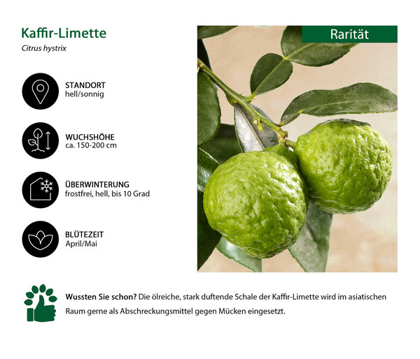 Dehner Gourmet Garten Kaffir-Limette