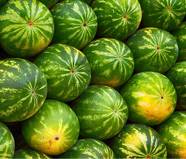 Dehner Gourmet Garten Wassermelone, veredelt