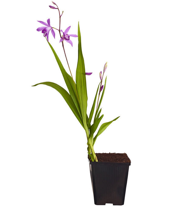 Dehner Japanorchidee - Gartenorchidee