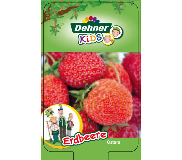 Dehner Kids Erdbeere 'Ostara', 8er Schale