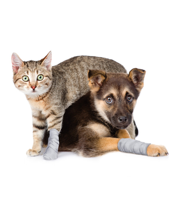 Dehner Lieblinge Wundkompresse für Hunde & Katzen