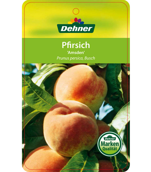 Dehner Pfirsich 'Amsden'