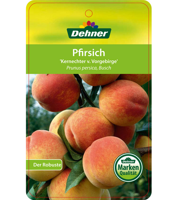 Dehner Pfirsich 'Kernechter vom Vorgebirge'