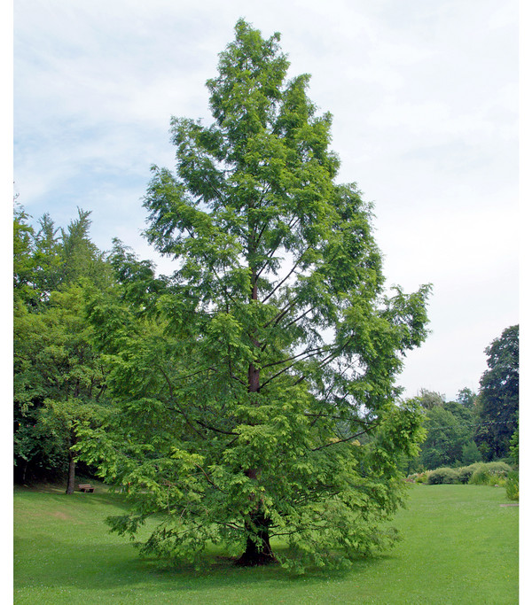 Dehner Urweltmammutbaum - Chinesisches Rotholz