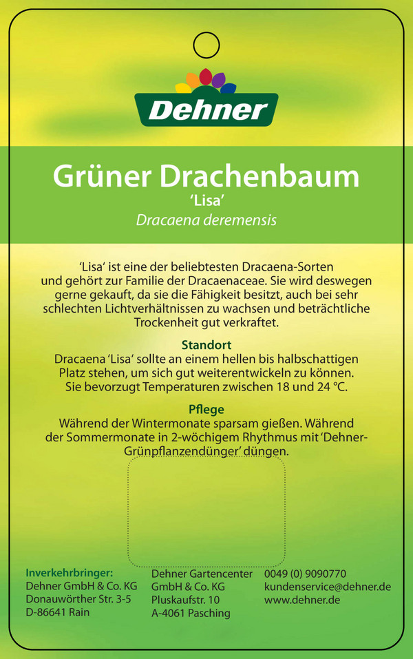 Drachenbaum - Dracaena fragans 'Lisa'