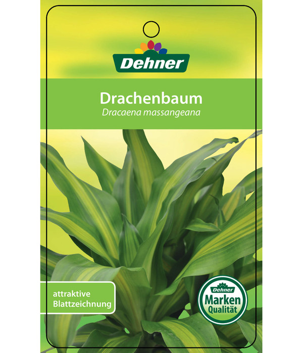 Drachenbaum - Dracaena fragrans 'Massangeana', Karussell