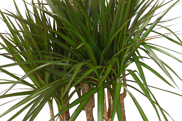 Drachenbaum - Dracaena marginata, Karussell