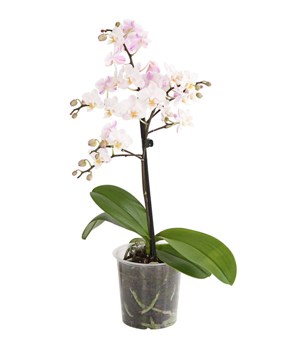 Duft-Orchidee - Phalaenopsis-Hybride 'Flacon Solaire'