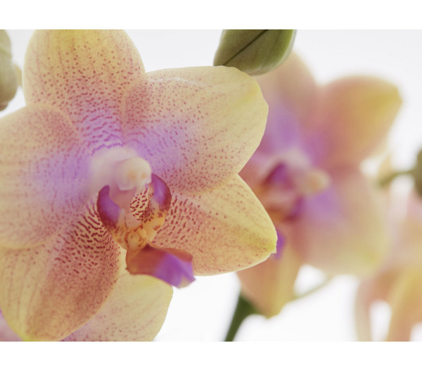 Duft-Schmetterlingsorchidee 'Liodoro'
