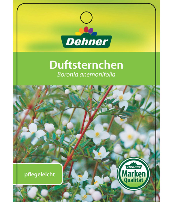 Duftsternchen - Boronia Anemonifolia