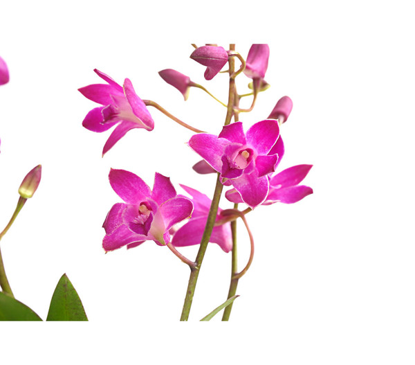 Duft-Traubenorchidee - Dendrobium kingianum 'Berry'