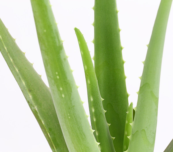 Echte Aloe - Aloe vera