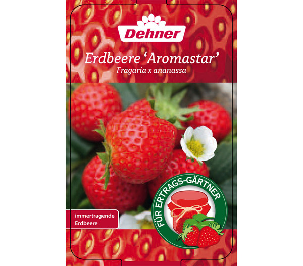 Erdbeere 'Aromastar'