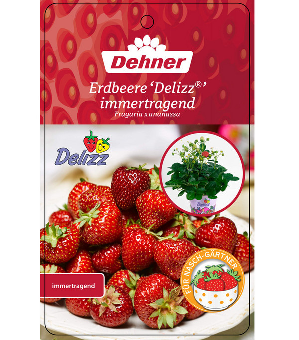 Erdbeere 'Delizz'