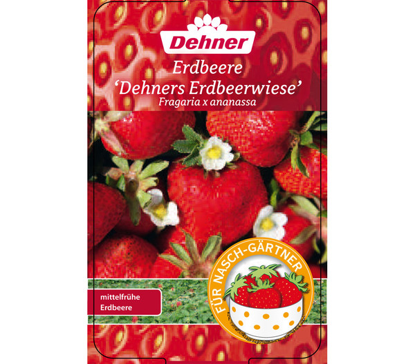 Erdbeere 'Erdbeerwiese', 8er Schale
