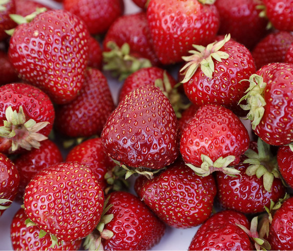 Erdbeere 'Hummi® Praline'