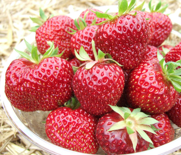 Erdbeere 'Hummi®-Meraldo'