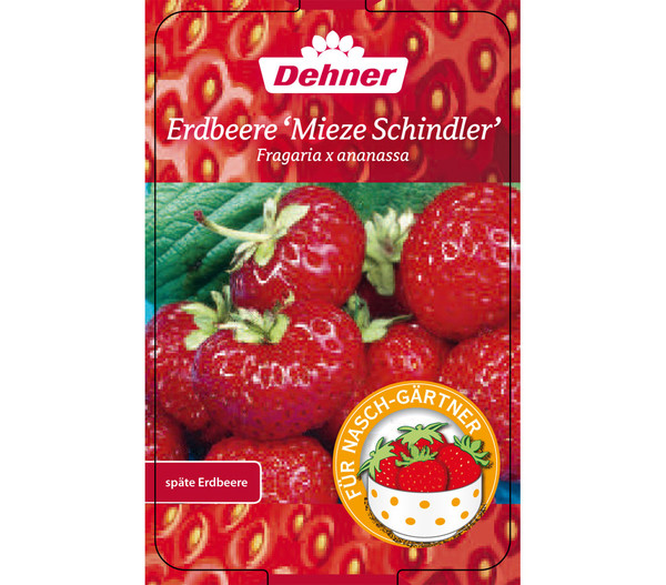 Erdbeere 'Mieze Schindler'