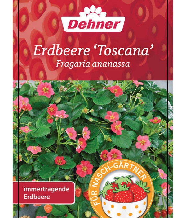 Erdbeere 'Toscana'