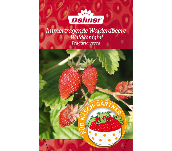 Erdbeere 'Waldkönigin'