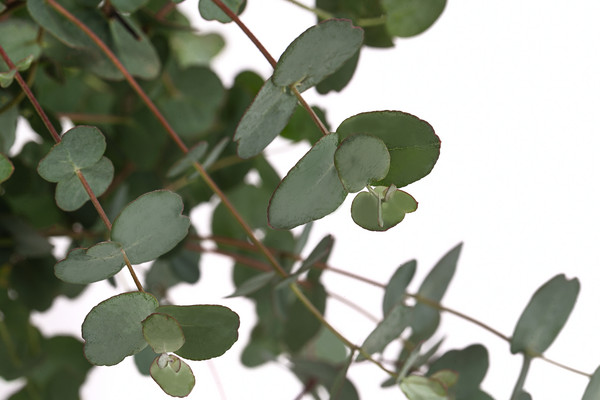 Eukalyptus, Stämmchen