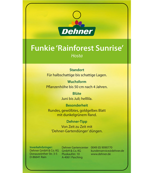 Funkie 'Rainforest Sunrise'