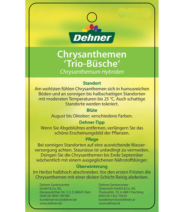 Garten-Chrysantheme 'Trio'