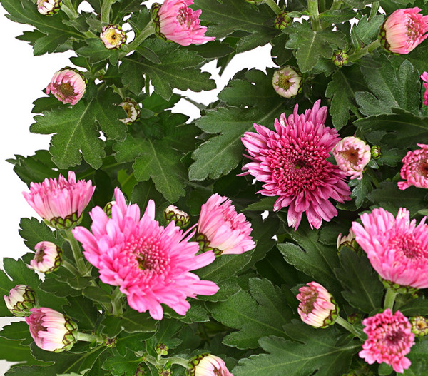 22+ schlau Bilder Garten Chrysantheme / Chrysanthemum x grandiflorum