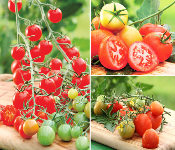 Gemüsepaket Tomaten-Mix, 3 Pflanzen