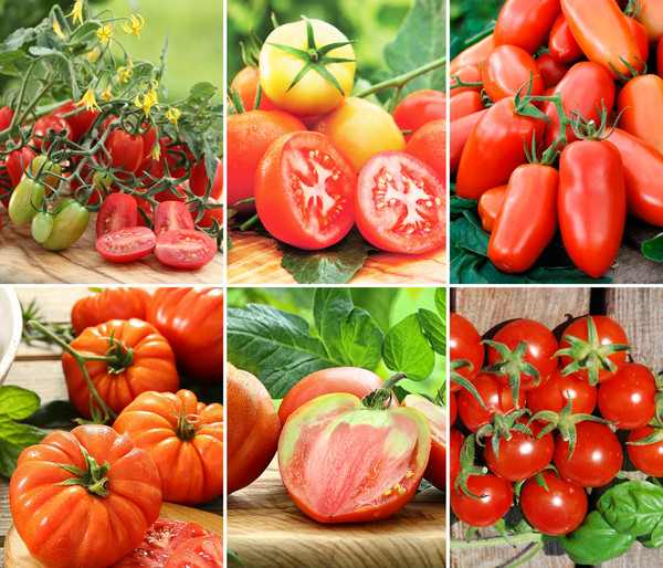Gemüseset 'Tomatengenuss', 6-teilig