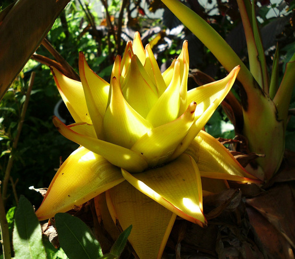Goldene Lotusbanane - Musella lasiocarpa
