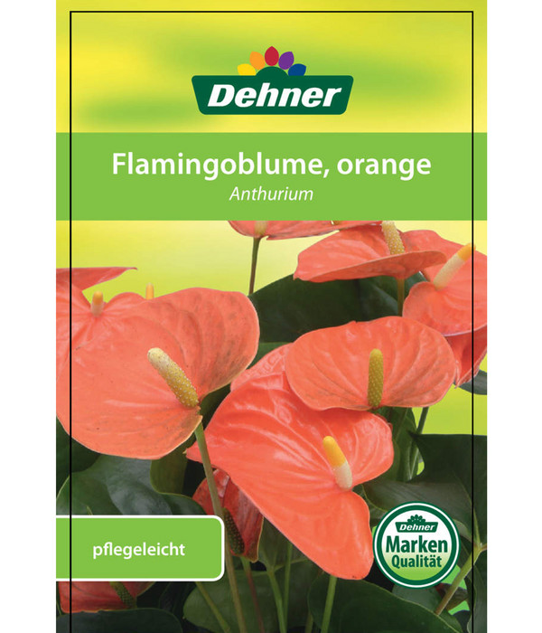 Große Flamingoblume - Anthurie, orange