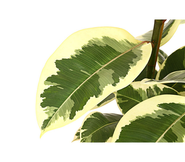 Gummibaum - Ficus elastica, verschiedene Sorten