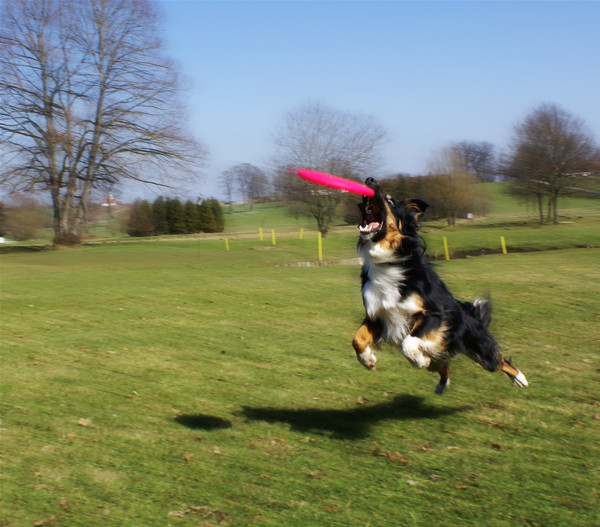 Healthy Hundespielzeug Fly, Ø 22 cm