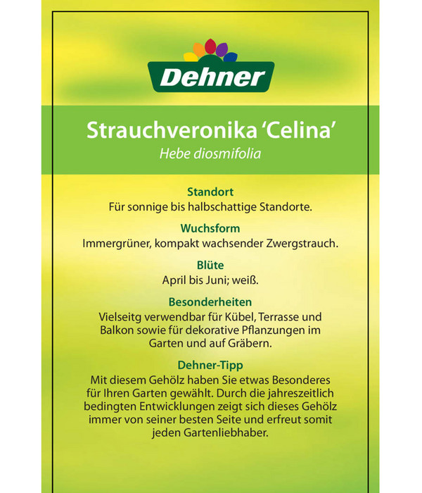 Hebe 'Celina' - Strauchveronika 'Celina'