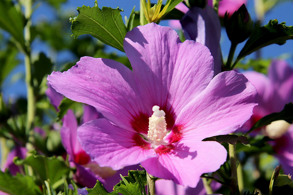 Hibiskus 'Purple Ruffels' - Garten-Eibisch