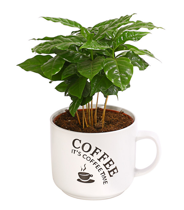 Kaffeepflanze - Coffea arabica, verschiedene Sorten, in Keramik