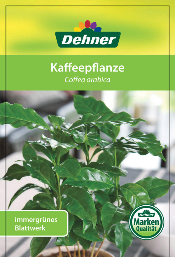 Kaffeepflanze - Coffea arabica