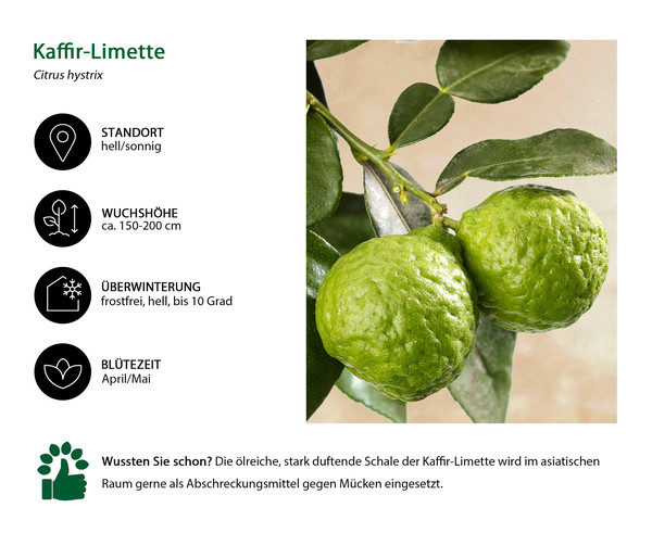 Kaffir-Limette