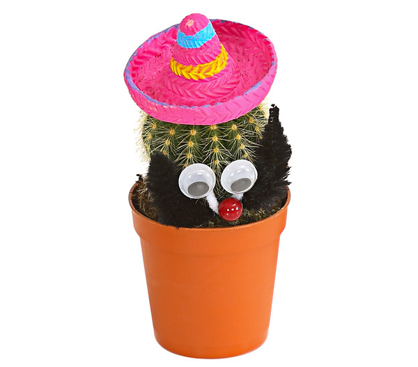 Kaktus mit Sombrero - Cactaceae
