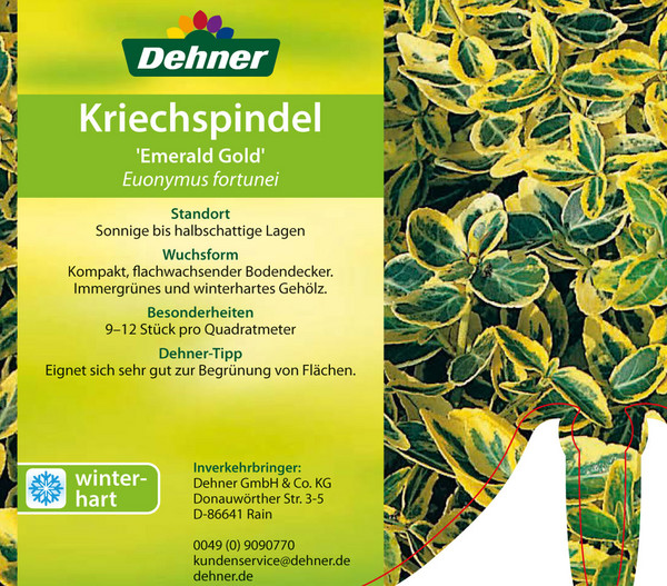 Kriech-Spindelstrauch 'Emerald'n Gold'