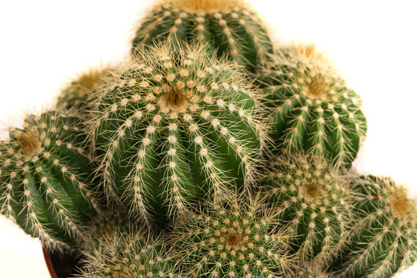 Kugelkaktus - Eriocactus warasii