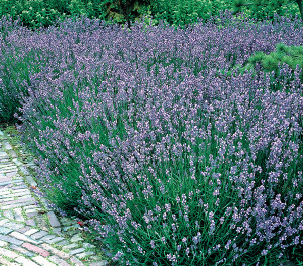 Lavendel, 19 cm Topf