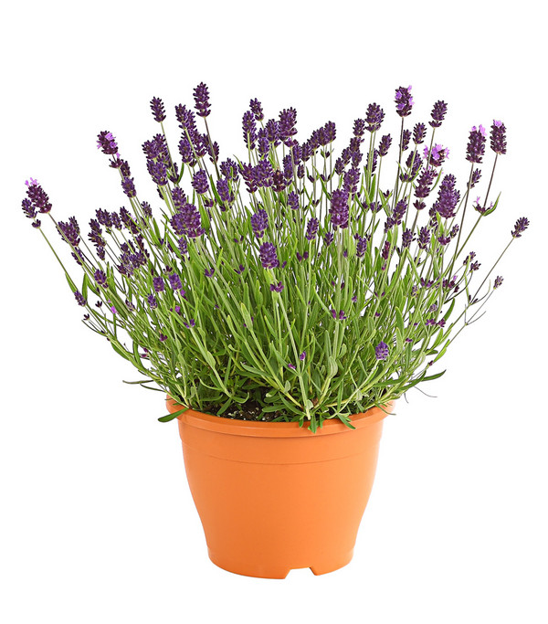 Lavendel, 19 cm Topf