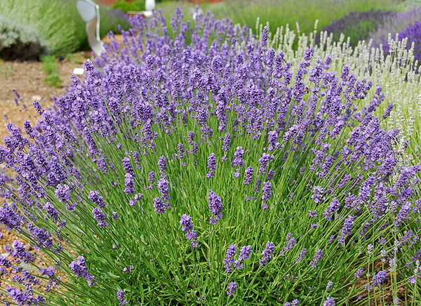 Lavendel 'Melissa Lilac'
