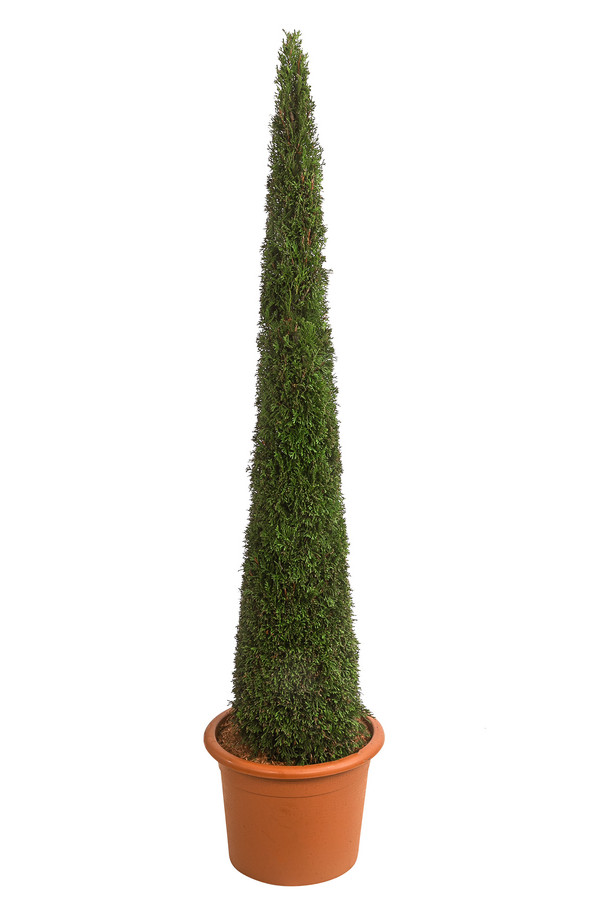 Lebensbaum 'Smaragd' Torwächter, ca. 120-140 cm